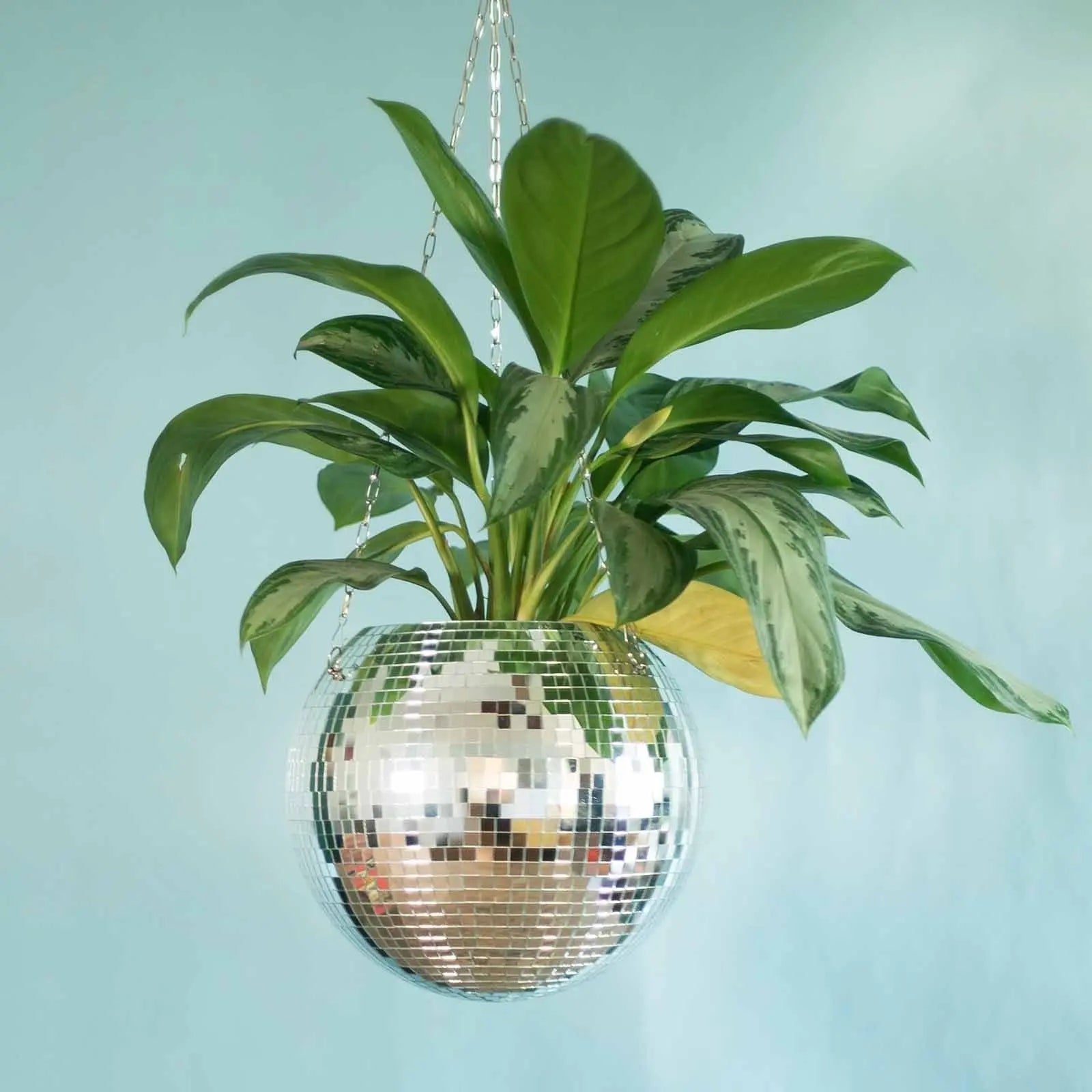 Disco Ball Planter Agardite